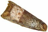 Fossil Spinosaurus Tooth - Real Dinosaur Tooth #360123-1